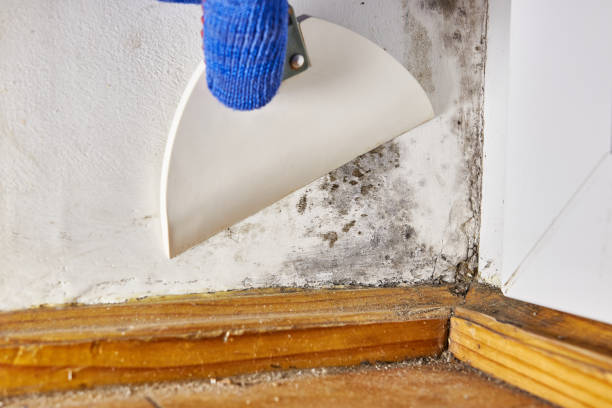 Professional Mold Removal in Wentzville, MO